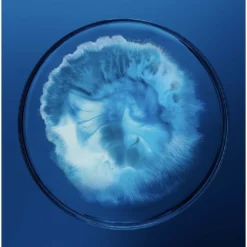 Force SupremeForce Suprême Youth Architect -Schoon Zacht Verkoopwinkel pBp9Nm862407 5 global